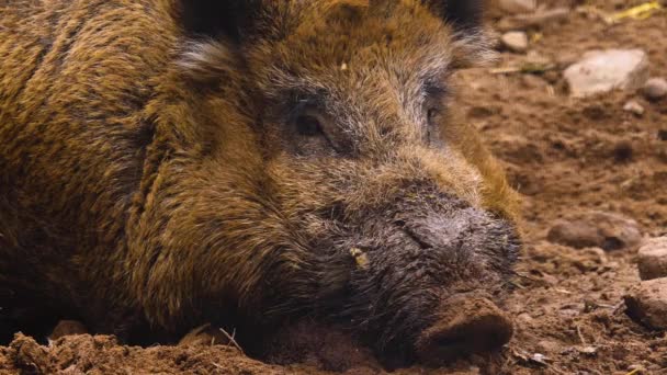 Close Wild Boar Pig Looking Sniffing — Stock Video