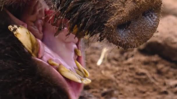 Close Wild Boar Pig Looking Sniffing — Vídeo de Stock