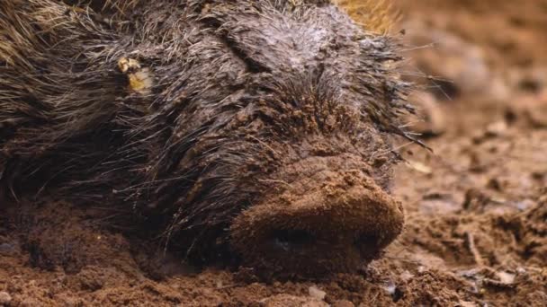 Close Wild Boar Pig Looking Sniffing — Stockvideo