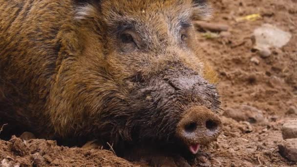 Close Wild Boar Pig Looking Sniffing — Vídeo de Stock