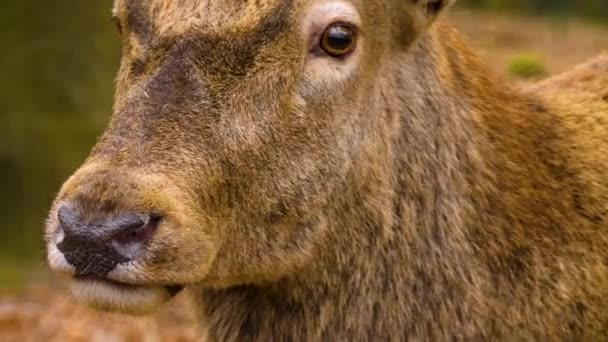 Sluiten Van Red Deer Hoofd Het Bos Een Zonnige Dag — Stockvideo