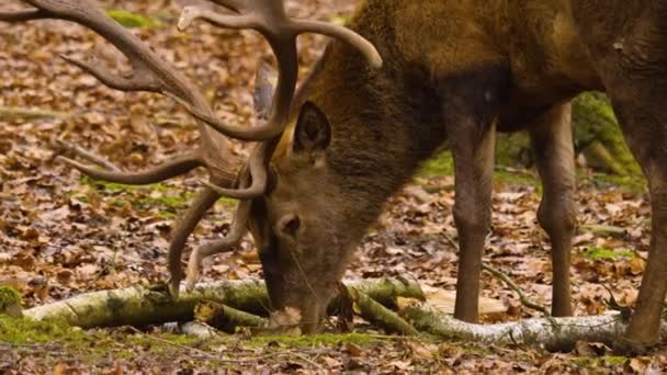 Close Red Deer Head Woods Sunny Day Autumn — Stock Video