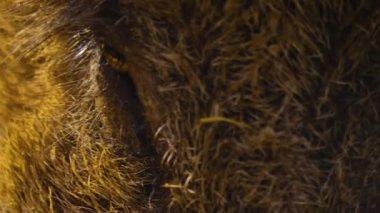  Yaban domuzu gibi etrafı kolaçan et.