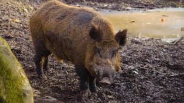  Yaban domuzu gibi etrafı kolaçan et.