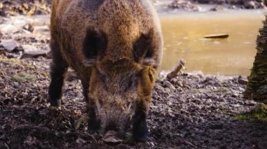 Çamurdaki büyük yaban domuzuna yaklaş.