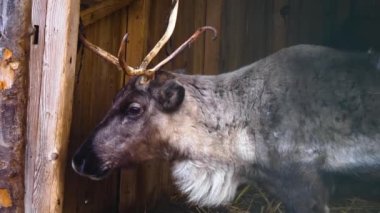 Sonbaharda güneşli bir günde ormanda dinlenen ren geyiklerinin yakınına..
