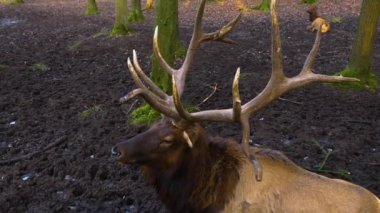 Güzün güneşli bir gününde Geyik Wapiti geyiğine yakın