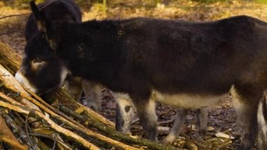 Sonbaharda ormanda eşeğe yakın olmak..