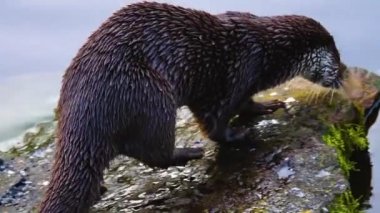 Bir kayanın üzerindeki su samurunun yakınına.