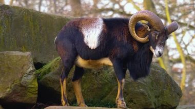 Sonbaharda ormanda koyun gütmeyi unutma.