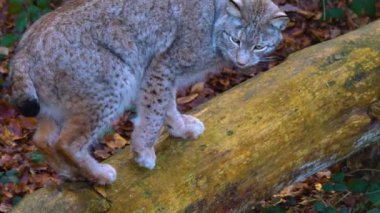 Sonbaharın sonlarında ormanda vaşak kedisini kapatın..