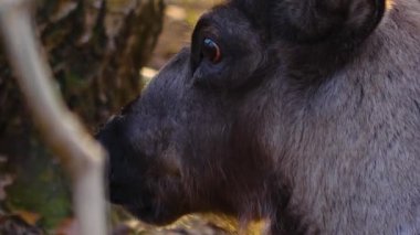 Ren geyiklerinin güneşli bir sonbaharda ormanda nüksetmesine yakın.