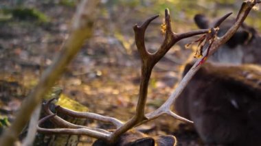 Ren geyiklerinin güneşli bir sonbaharda ormanda nüksetmesine yakın.