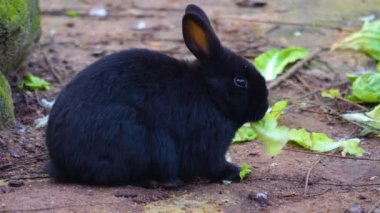 Yerde oturan siyah cüce tavşana yaklaş.