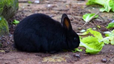 Yerde oturan siyah cüce tavşana yaklaş.