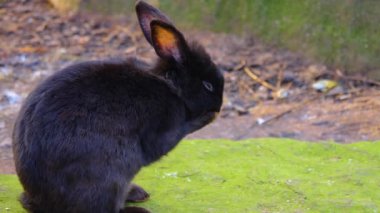 Yerde oturan siyah cüce tavşana yaklaş.