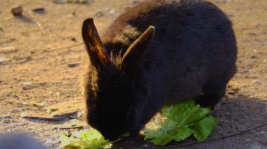 Yerde oturan siyah cüce tavşana yaklaş.