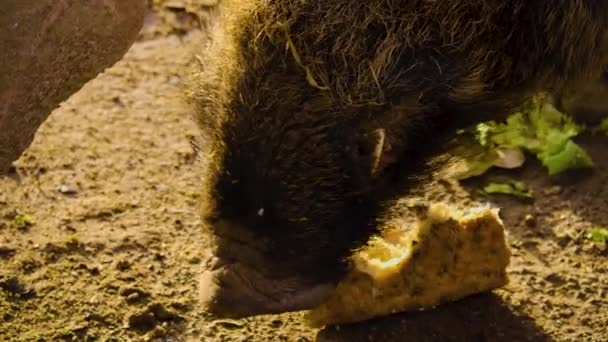 Close Wild Boar Pig Looking Sniffing — Stock Video