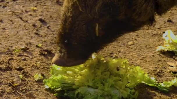 Close Wild Boar Pig Looking Sniffing — 图库视频影像