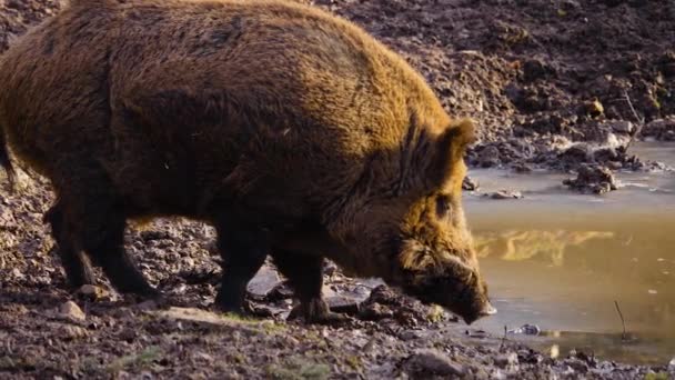 Zbliżenie Dzika Świnia Patrząc Węsząc Wokoło — Wideo stockowe