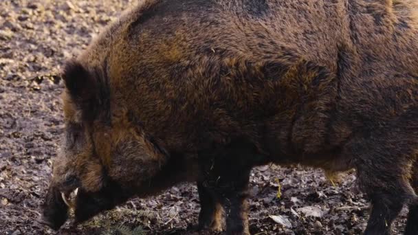 주변을 냄새를 멧돼지 돼지의 — 비디오