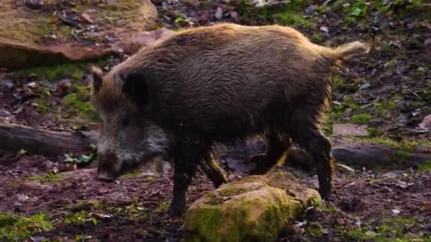 野生のイノシシの豚探しと嗅ぎ回るのを閉じる — ストック動画