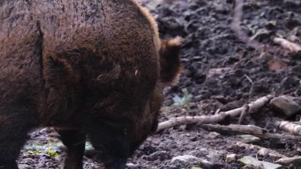 Close Wild Boar Pig Looking Sniffing – Stock-video