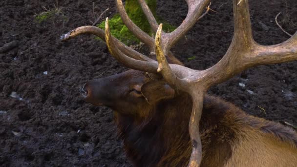 Nahaufnahme Von Elchwapiti Hirschen Einem Sonnigen Herbsttag — Stockvideo