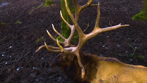 Close Elk Wapiti Deer Sunny Day Autumn — Stock Video