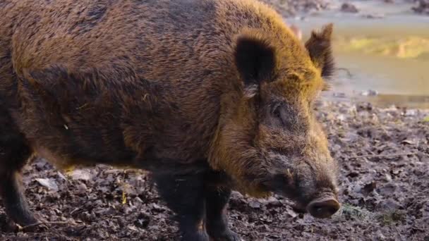 Крупним Планом Велика Дика Свиня Кабан Грязі — стокове відео