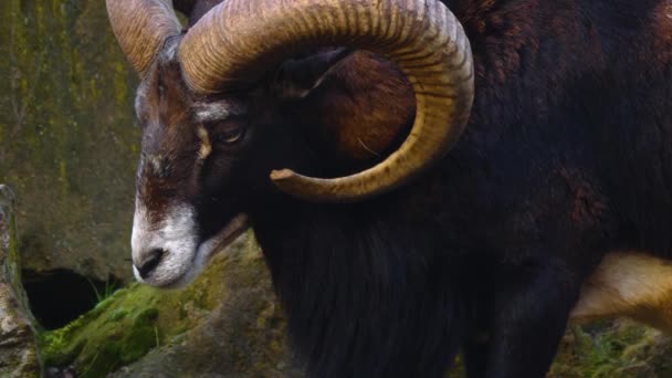 Close Ram Sheep Woods Autumn — Video Stock