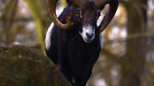 Κοντινό Πλάνο Του Κριαριού Πρόβατα Στο Δάσος Φθινόπωρο — Αρχείο Βίντεο