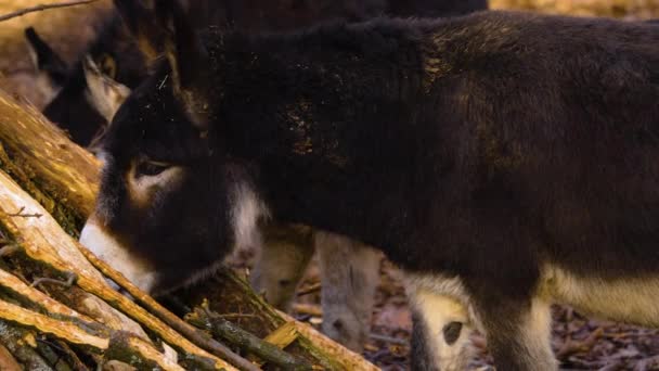 Close Donkey Forest Autumn — Stock Video