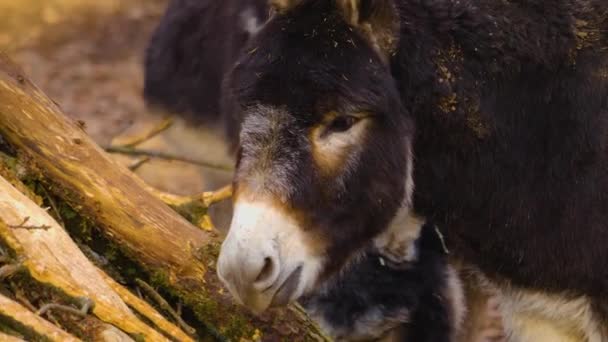 Close Donkey Forest Autumn — Vídeo de Stock