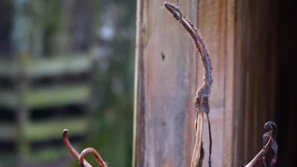 Close Reindeer Resting Woods Sunny Day Autumn — Stockvideo