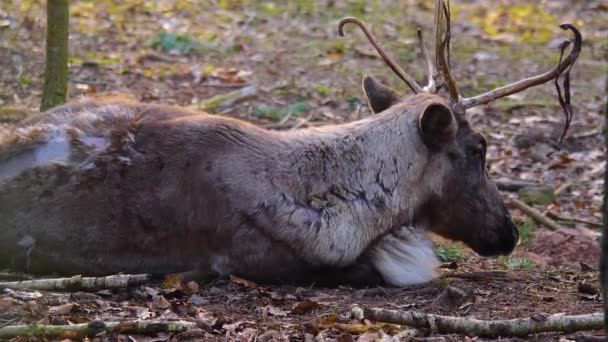 Close Reindeer Relexing Woods Autumn Sunny Day — Stock Video