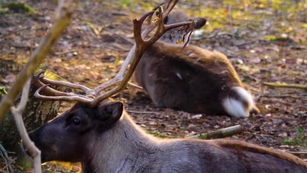 Sluiten Van Rendieren Relexing Het Bos Herfst Een Zonnige Dag — Stockvideo