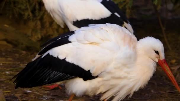 Close White Storks Autumn — Stockvideo