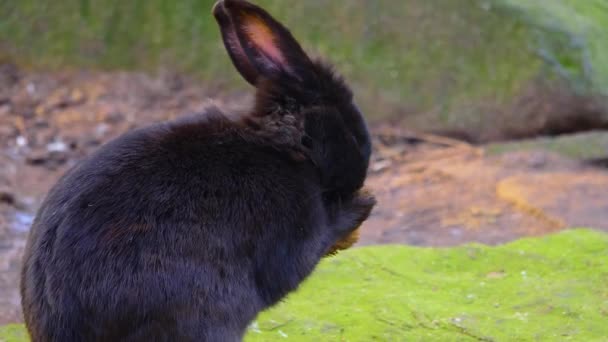 Close Black Dwarf Bunny Rabbit Sitting Ground — Stock Video