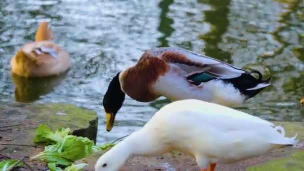 Close Ducks Pond — стоковое видео