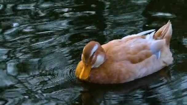 把鸭子关在池塘边 — 图库视频影像