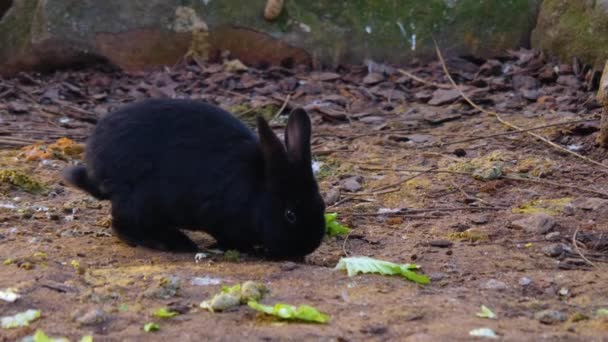 Close Black Dwarf Bunny Rabbit Sitting Ground — Stock Video