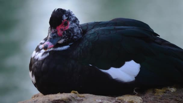 Närbild Fågel Flyttar Runt — Stockvideo