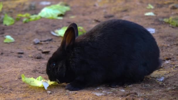 Close Black Dwarf Bunny Rabbit Sitting Ground — Video Stock