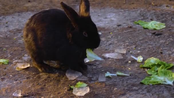 Yerde Oturan Siyah Cüce Tavşana Yaklaş — Stok video
