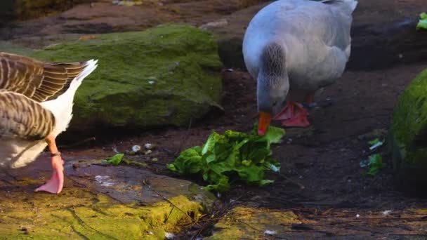 Close Bird Moving — Video Stock