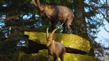 Güneşli bir sonbahar gününde alp dağ keçisi kavgası ve şakalaşması yakın.