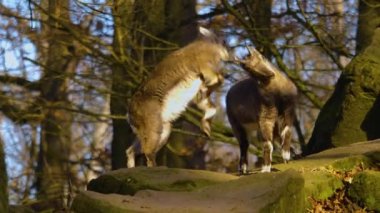 Güneşli bir sonbahar gününde alp dağ keçisi kavgası ve şakalaşması yakın.
