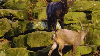 Güneşli bir sonbahar gününde alp dağ keçisi kavgası ve şakalaşması yakın.