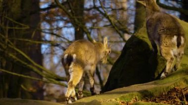 Güneşli bir sonbahar gününde alp dağ keçisi kavgası ve şakalaşması yakın.